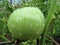 Wet Green Summer Tomato in Summer