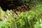 Wet Haircap moss closeup