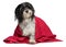 Wet havanese dog with a red towel is looking up