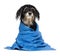Wet havanese puppy dog after bath is dressed in a blue towel