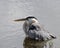 Wet Heron in waist deep waters