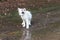 Wet homeless sad kitten on street after a rain. Concept of protecting homeless animals