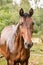 A wet horse with raindrops running down on fur. A horse standing in a green pasture during a downpour rain