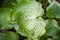 Wet Hosta green leaves in garden with water