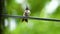 Wet Humming bird sticking out tongue on electrical wire