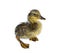 Wet isolated duckling