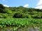 Wet Kalo Taro Fields on Windward Oahu