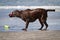Wet Labrador Retriever on beach shaking off water
