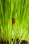Wet ladybug in green grass