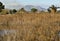 Wet lands near the Segura river banks in Guardamar, Alicante - Spain