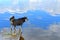 Wet Lapponian herder Lapinporokoira or Lapp Reindeer dog or Lapsk Vallhund on background blue lake with reflection of white clo