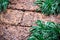 Wet Laterite floor background with Spider plant