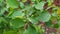 Wet leaf closeup with shiny water droplets look like small brilliant beads