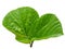 Wet leaf of a fig tree rainy day - White Background