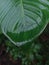 wet leaf tips after rain