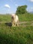 Wet leashed romanian mioritic shepherd dog on field