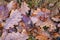 Wet leaves of an oak tree lying on a forest path. Leaves of deciduous trees after the first frosts.