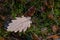 Wet leaves of an oak tree lying on a forest path. Leaves of deciduous trees after the first frosts.