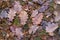 Wet leaves of an oak tree lying on a forest path. Leaves of deciduous trees after the first frosts.