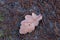 Wet leaves of an oak tree lying on a forest path. Leaves of deciduous trees after the first frosts.