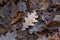 Wet Leaves With Raindrops