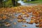 Wet leaves on the road