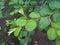 Wet  leaves of Ziziphus plant on the garden