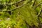 Wet Lichens hanging on tree branches in the Tamadaba forest, Gran Canaria, selective Focus