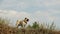 The wet little dog is a pug of Confucius, looking distant, against the background of a blue sky.