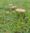 Wet living mushrooms in green grass after rain