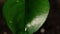 Wet macro leaf water day rain lush green plant