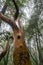 Wet Madrone trees Arbutus menziesii tree trunk on a rainy day, Castle Rock State Park, San Francisco bay area, California