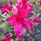 Wet magenta azalea flower