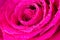 Wet magenta macro rose flower as design element for making Valentine`s Day, Anniversary and Birthday cards. Floral