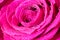 Wet magenta macro rose flower with shining little water beads of dew droplets