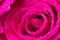 Wet magenta macro rose flower and tiny water drops on silken petals. Floral design element