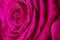 Wet magenta macro spiraled rose petals core. Fragrant aromatic fresh flower with water dew droplets on it. Floral