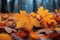 Wet maple branches Autumn colors reflecting vibrantly in the rain