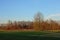 Wet meadow with bare winter trees and reed in the flemish countryside