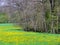 Wet meadow with a lot of dandelions on the stream