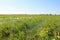 Wet meadow with marsh marigolds