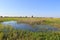 Wet meadow with marsh marigolds