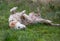 Wet mucky dog rolling in grass