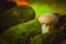 Wet mushroom puffball grows on green moss