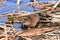 Wet Muskrat eating a snack along the shore