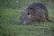 Wet Muskrat on the grass