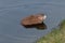 Wet muskrat in the water near the shore Kiev Ukraine 2018