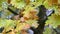 Wet Oak leaves closeup - Common Oak tree branch, Quercus robur yellow leaves in the rain