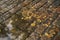 Wet old pavement with puddle and autumn leaves