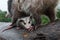 Wet Opossum Joey Didelphimorphia Huddles Under Mother Summer